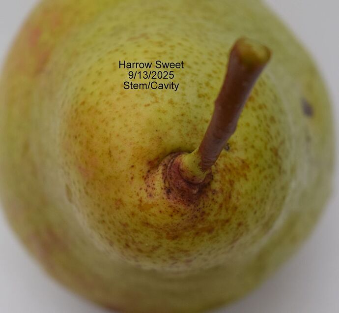 Harrow Sweet Stem 9-13-2025RS