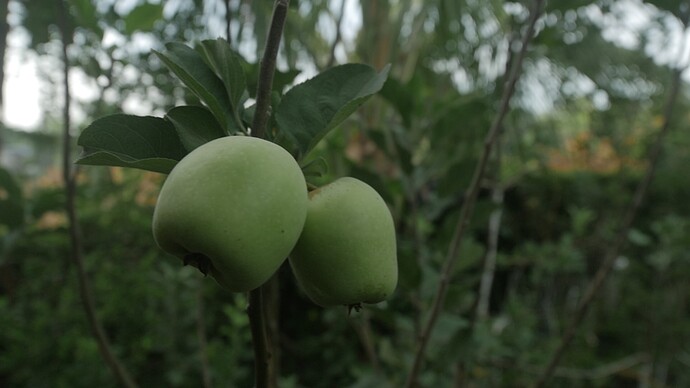 Wambugu Apple