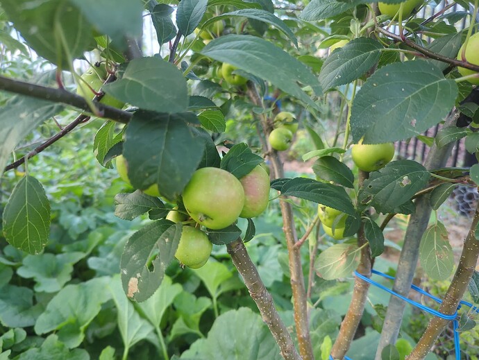 17545280060963890555687806494849