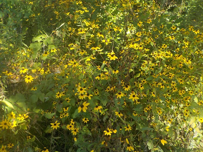 DSCN1521