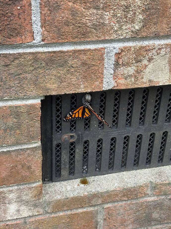 IMG_20251005_202404_109