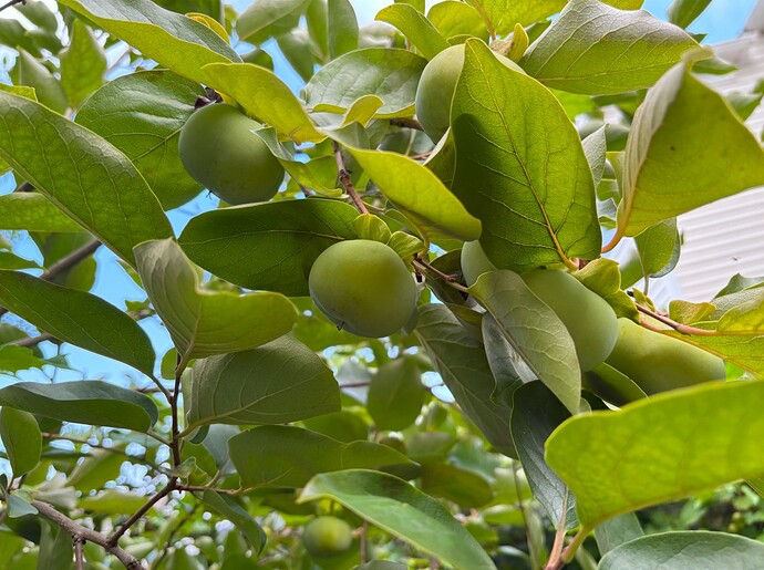 Hana Fuyu Persimmon