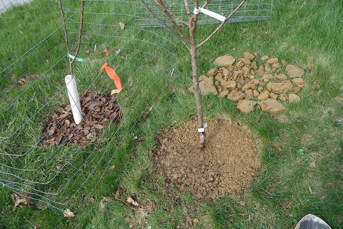 apricots 2 trees 1 hole Goldcot R Harcot L  3.31.26