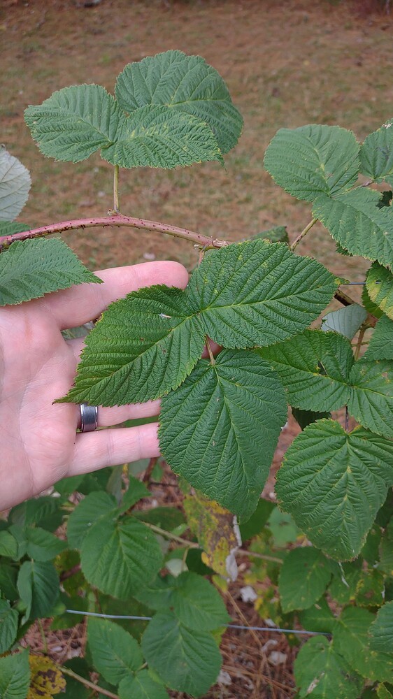 IMG_20251107_115019736