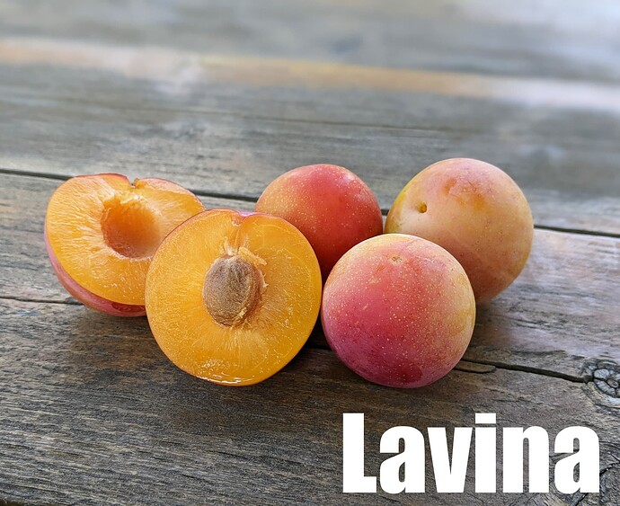 Lavina_2025