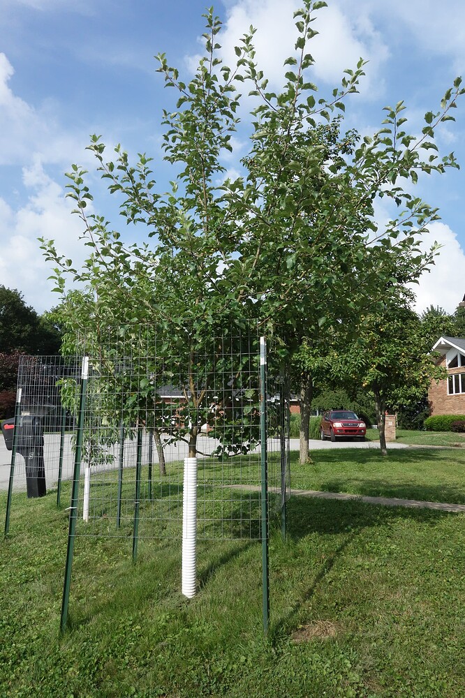 Apple tree Wolf River (1)