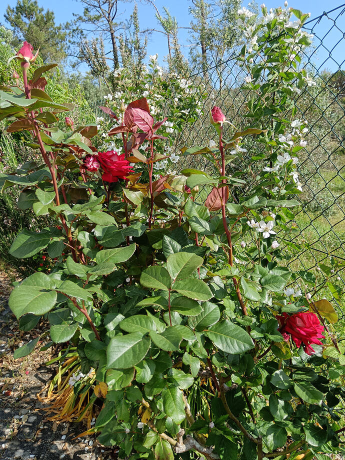 IMG_20260428_094650
