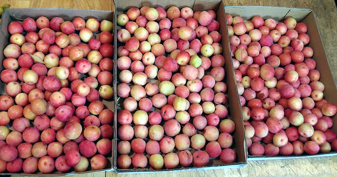 2024Plums