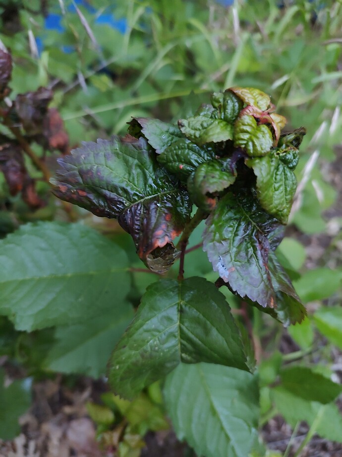 Cherry Seedling 2