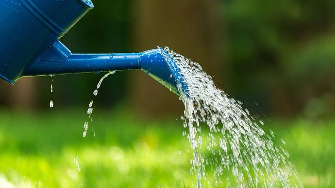 A shot of a blue colored watering can pouring water over a garden with abundant greens looking blurry in the background