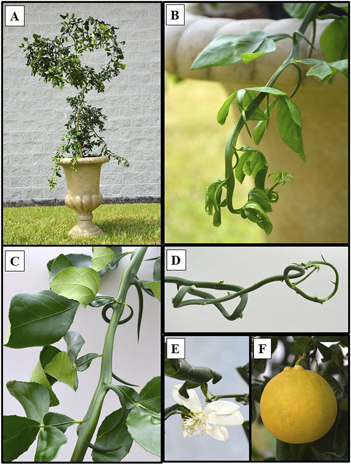 A-Three-year-old-potted-tree-of-Weeping-Dragon-growing-on-US-812-rootstock-The