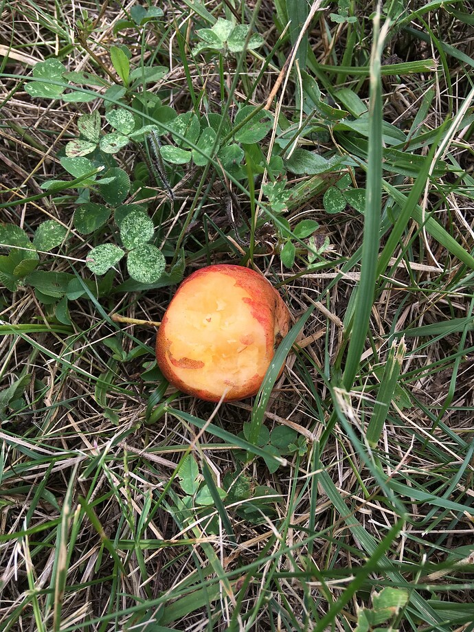 Bastian Orange Flesh August 21 2019