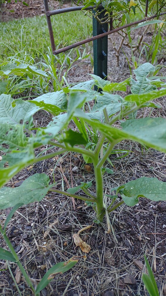 IMG_20250728_190437126