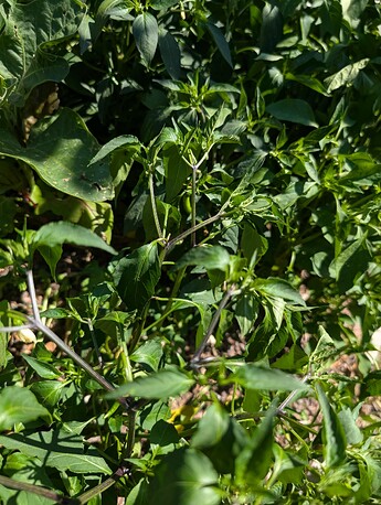 PXL_20250724_213841425