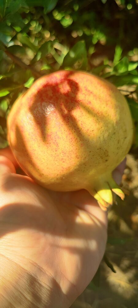 IMG_20251009_1321491