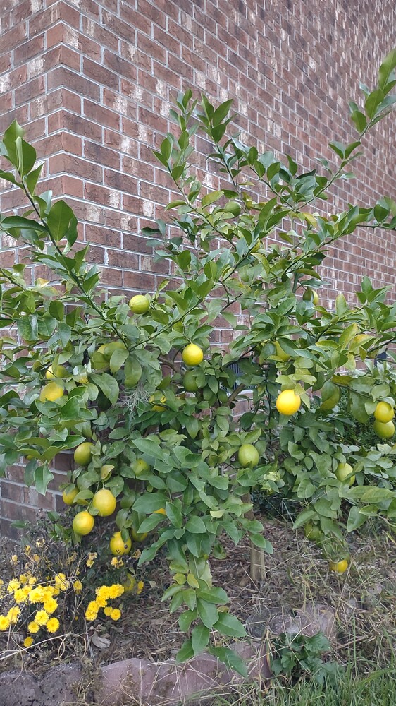 IMG_20251019_183225447