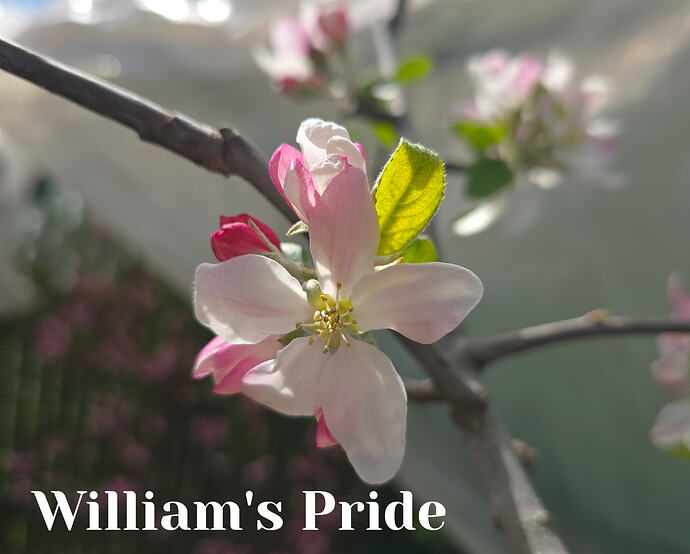 20260331_134412 (2026-03-31T20_58_46.490)