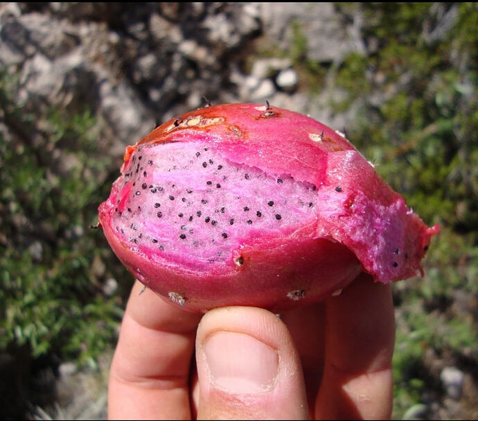 Screenshot_20260131_154642