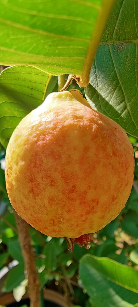 IMG_20250926_1401071