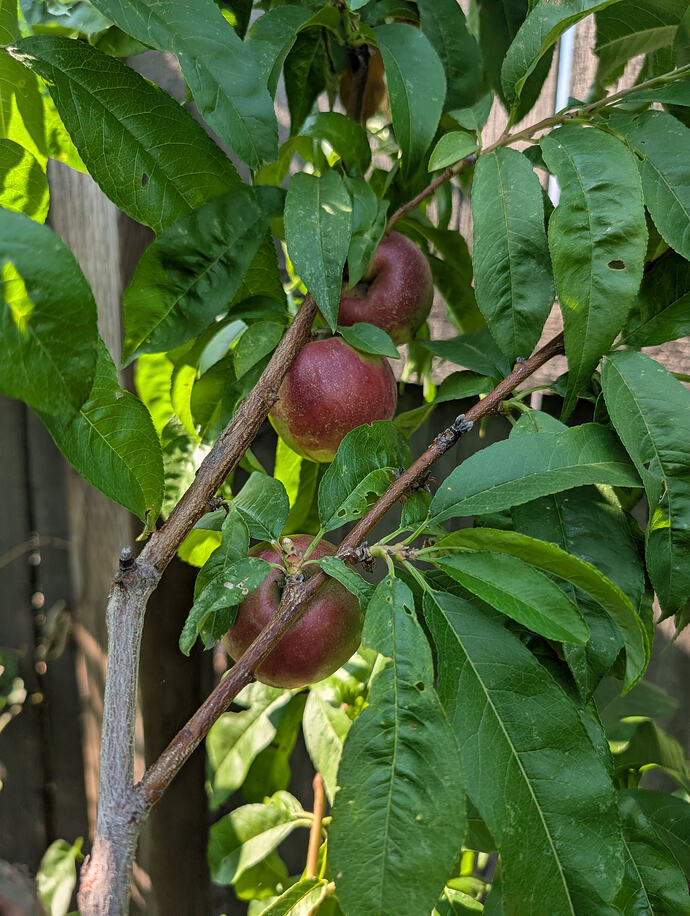 PXL_20260726_234857210