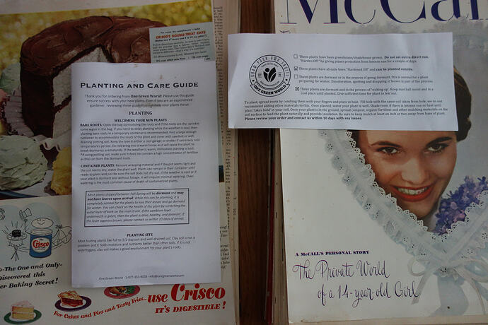 Apricot bare root One Green World (2)