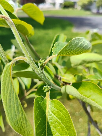 IMG_20250607_114658223_HDR