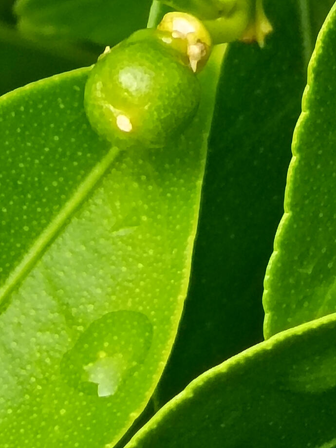 close up