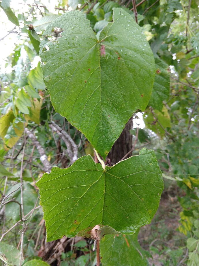 20190823_1659562660254226693720401