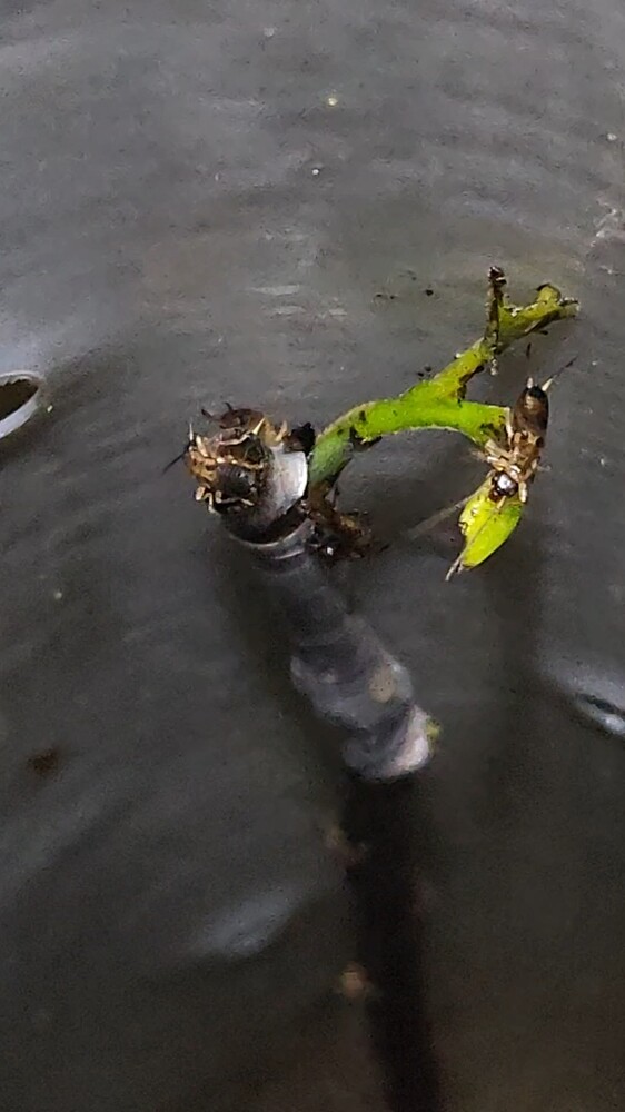 20250619_233055_exported_4418