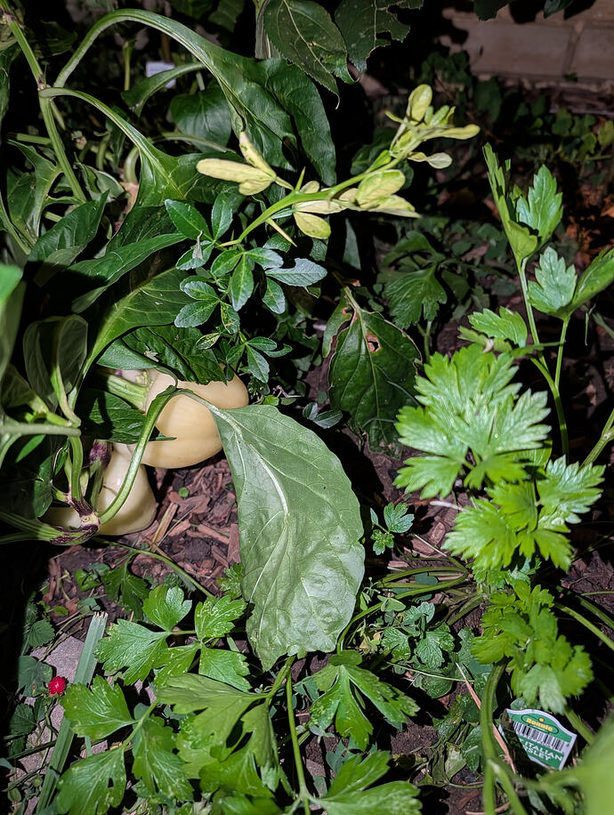PXL_20260807_055704385
