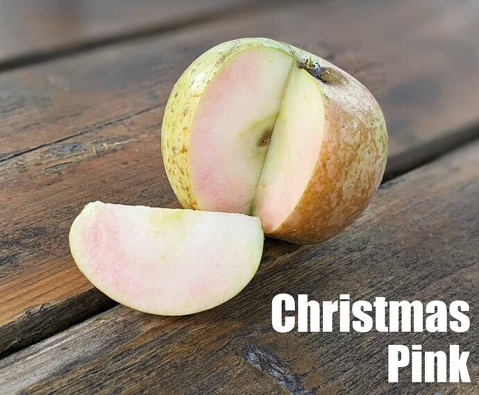 Christmas Pink_2025