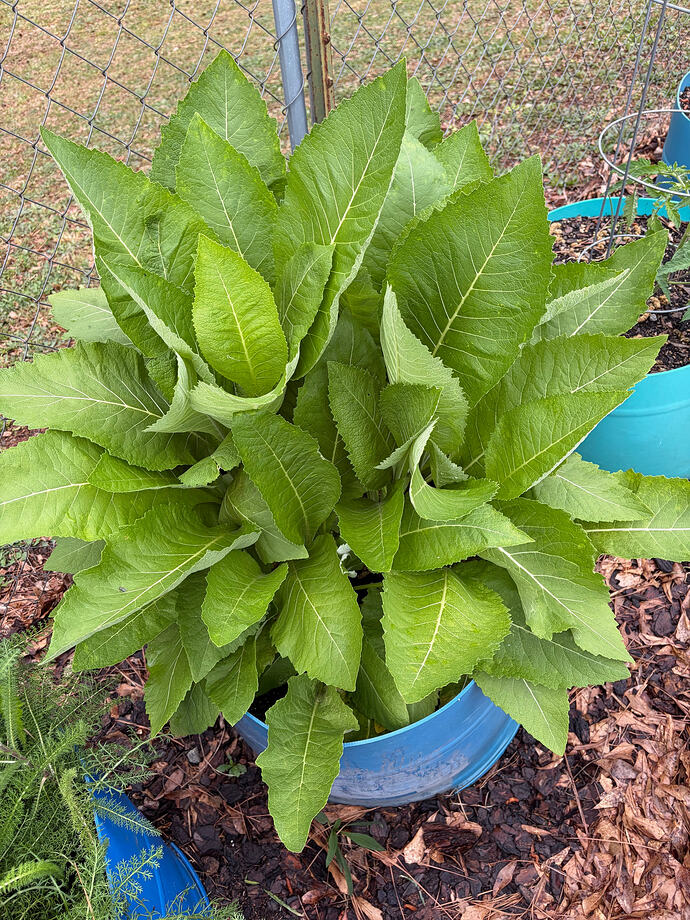 elecampane