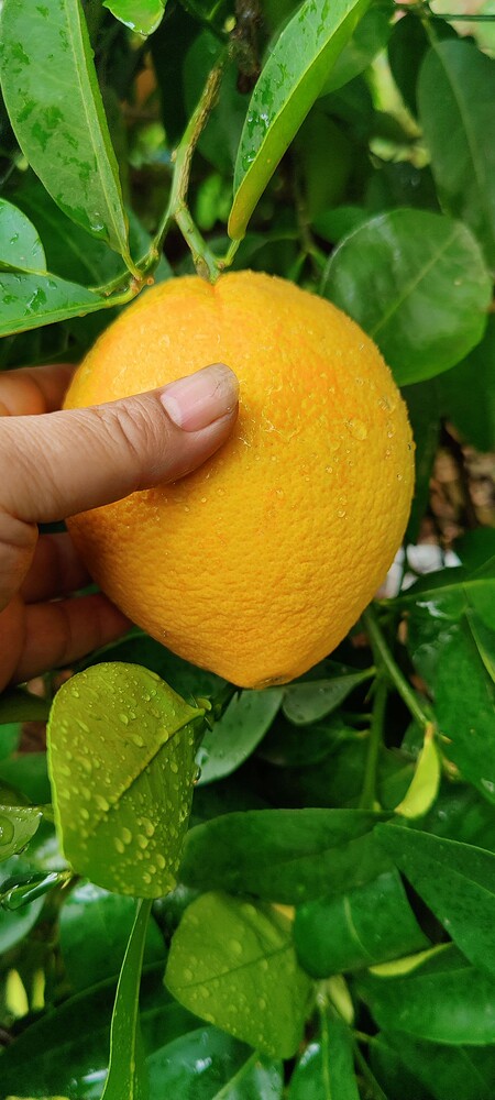 IMG_20251120_1210001