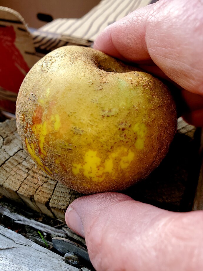 Knobbed Russet 11-4 c