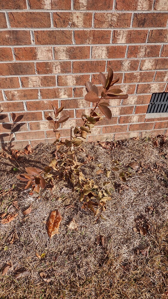 IMG_20251221_122506984_HDR