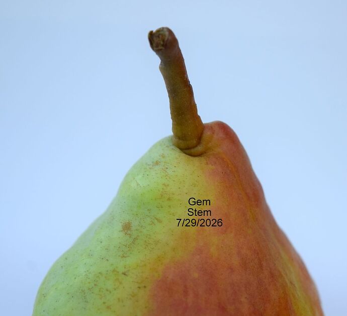 Gem Stem 7-29-2026 2 RS