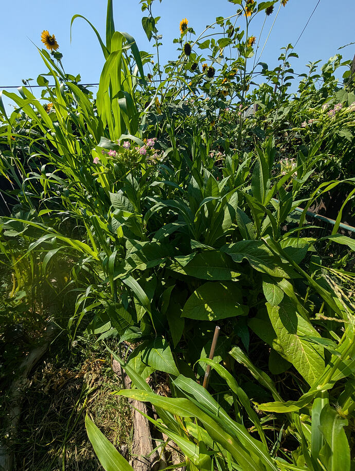 PXL_20260726_215105199