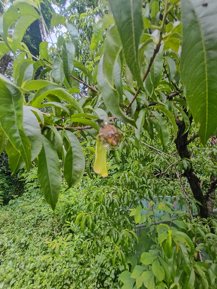 IMG_20260523_122748779_HDR