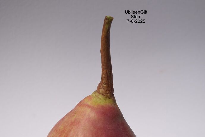 UbileenGift Stem3 7-8-2025RS