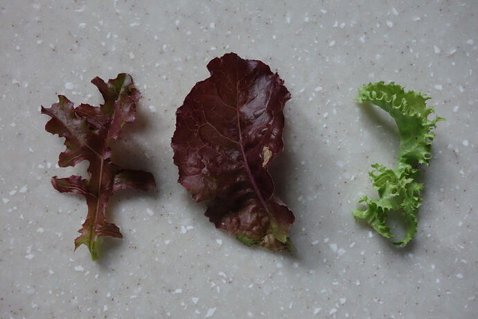 bitter lettuce