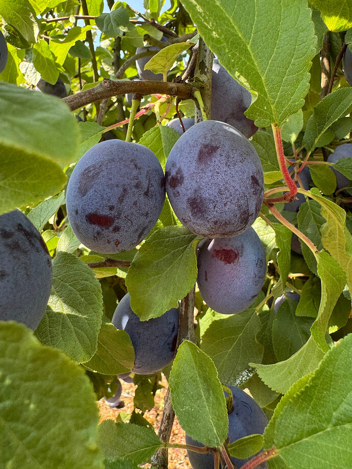 IMG_1775