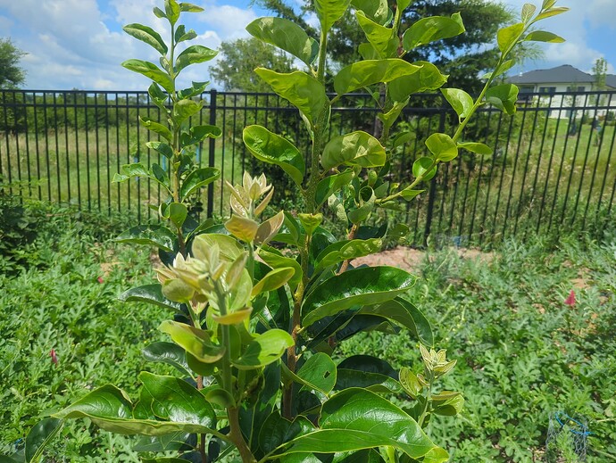 1753555846220415101150835749390