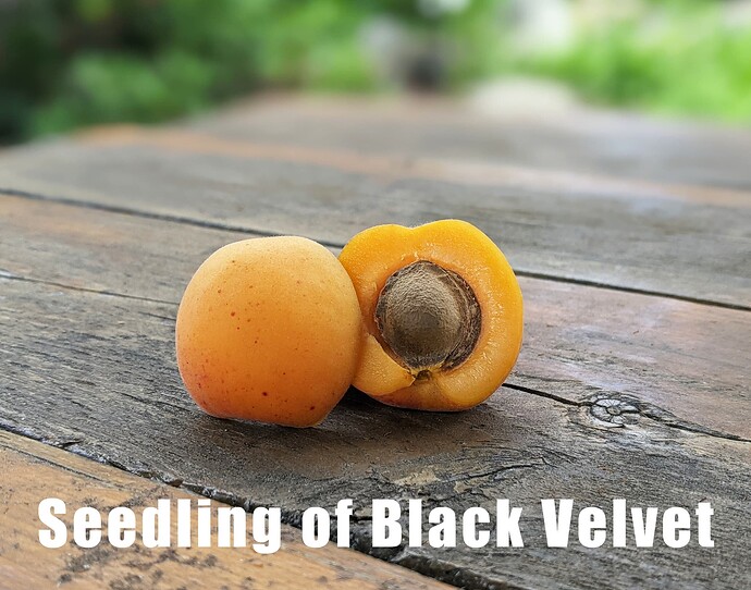 Seedling of Black Velvet