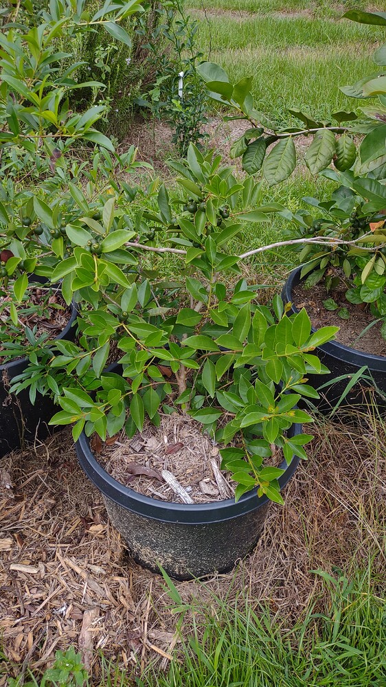 IMG_20250820_112229948