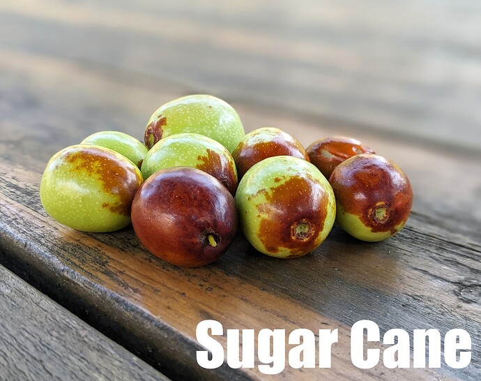 Sugar Cane Jujube_2025