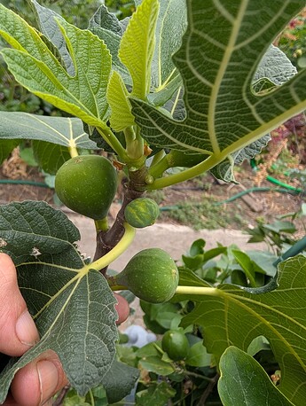 PXL_20250806_194603203