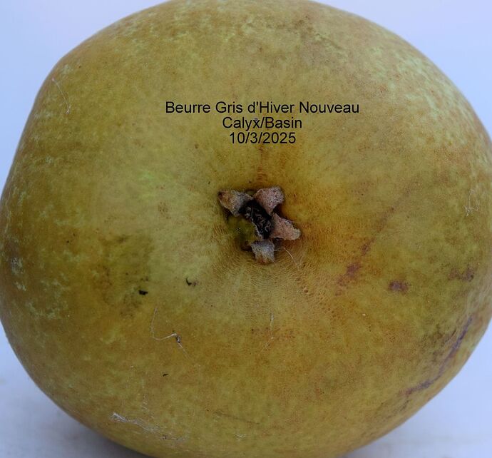 Beurre Gris d'Hiver NouveauCalyxRS