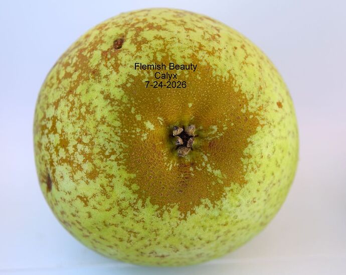 Flemish Beauty Calyx 7-24-2026RS.JPG