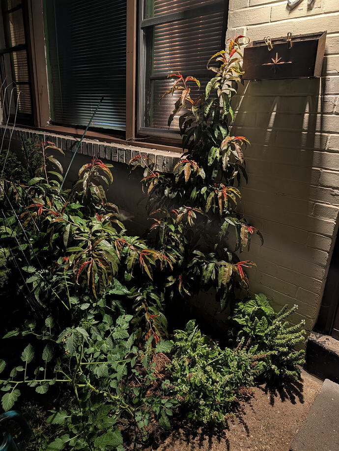 PXL_20260710_013836282
