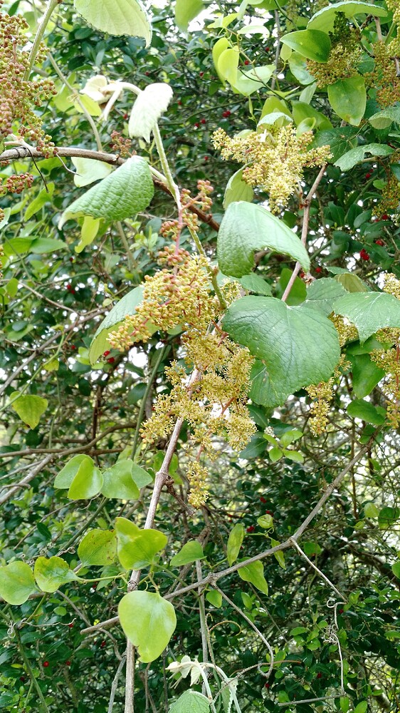 IMG_20160326_162650606